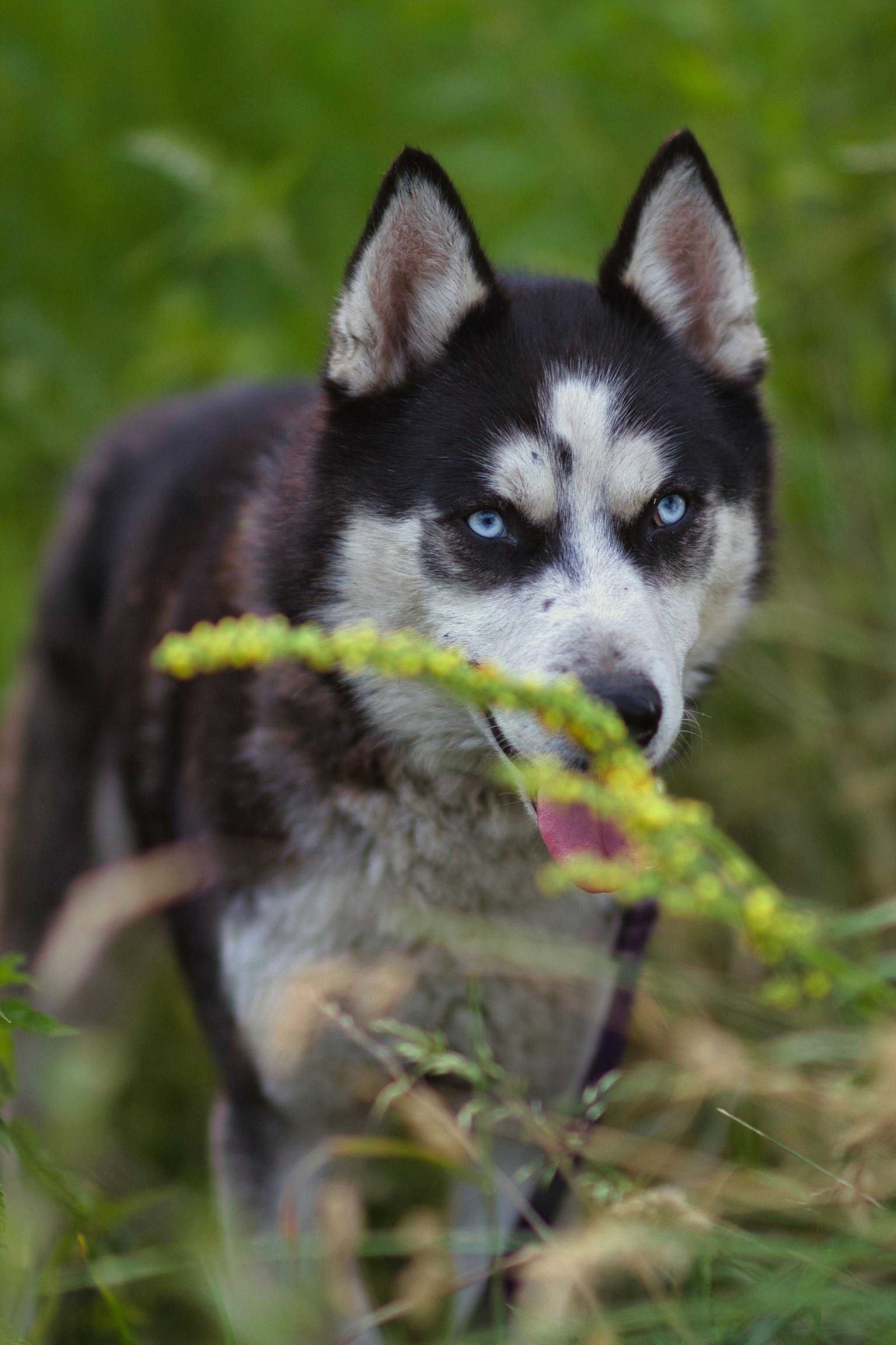 Zjawiskowo piękny, 1,5 roczny samiec husky szuka aktywnego opiekuna