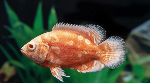 Oscar Albino Red Nemo 8-10cm - Raridade