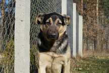 Alert - pies szuka domu