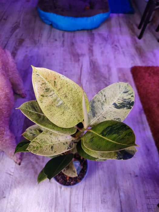 Фікус еластіка шриверіана муншайн Ficus elastica Schrijveriana