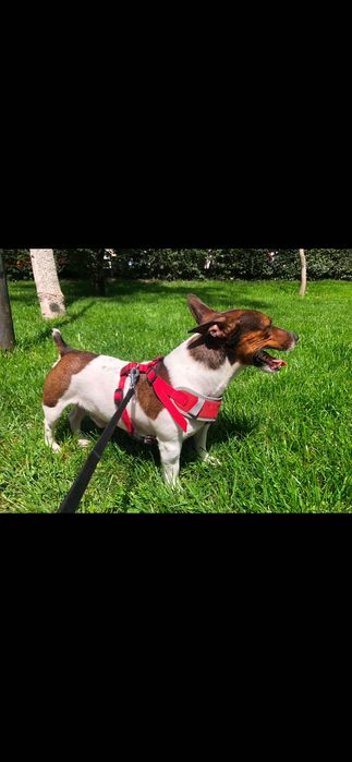 Zaginął pies Jack Russell Terrier