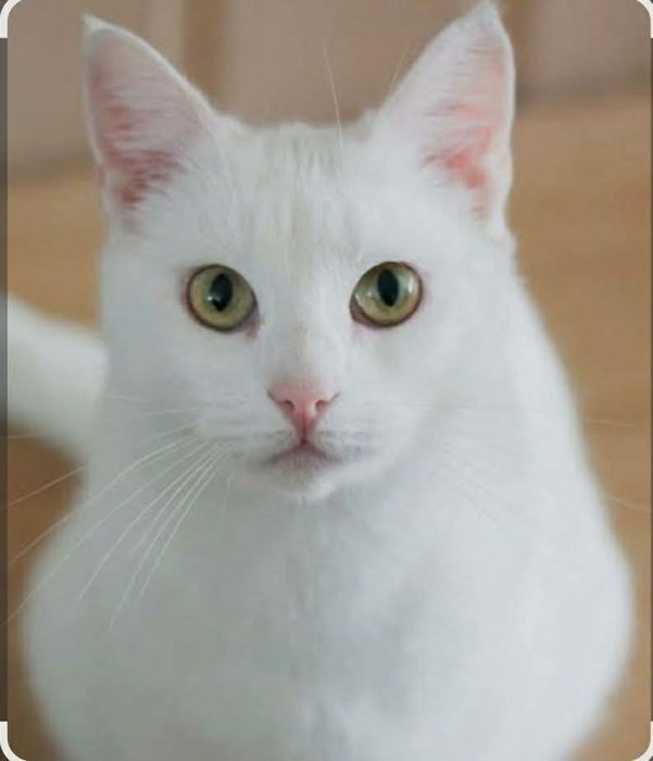 Белоснежная Лана ждёт свою семью