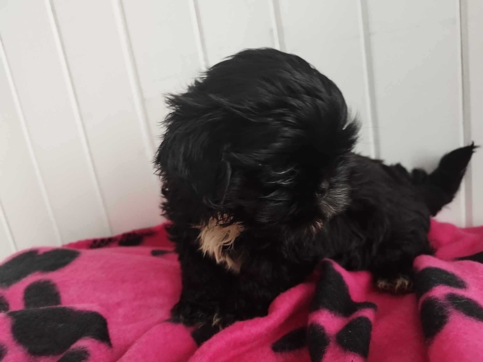 *** Shih Tzu Śliczny Czarny Chłopczyk Wielkości Yorka ***