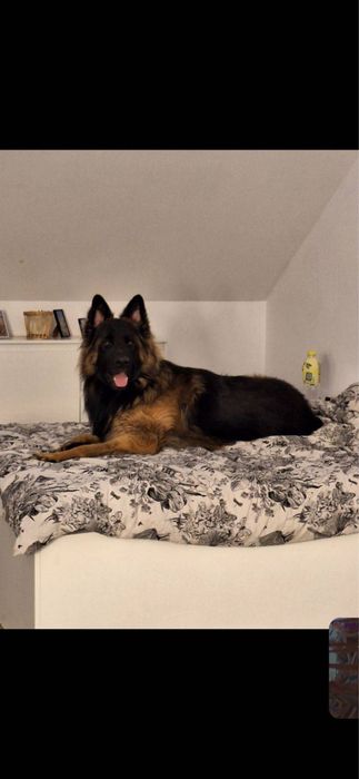 Witam sprzedam szczeniaka owczarek niemiecki dlugowlosy