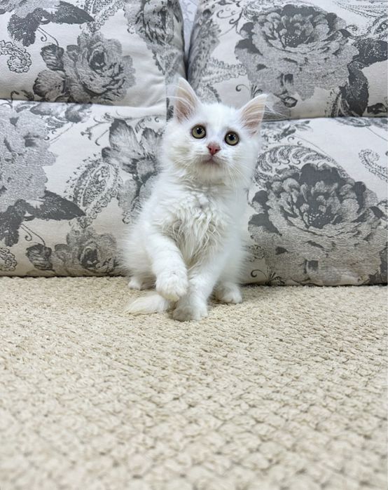 Скучно?Купите малышку