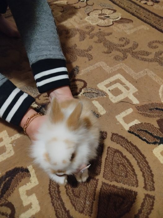 Декоративні кролики