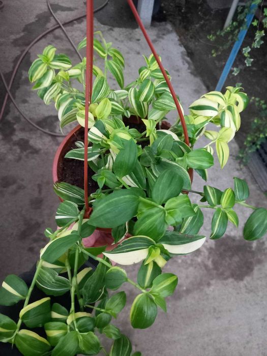 Trzykrotka Lilac, Yellow Hill, Blushing Bride, Bluszcz, Paproć