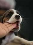 Beagle piesek  szczeniak l
