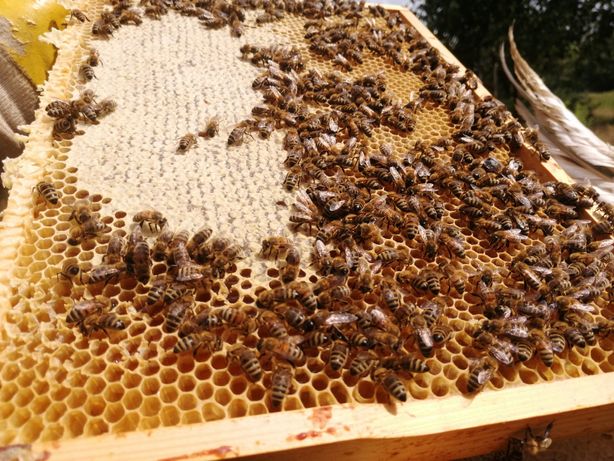 Pszczoły odkłady pszczele rodziny ule