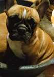 Buldog francuski suczka