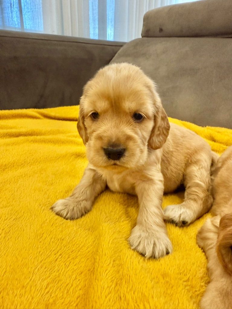 Cocker  menina linda