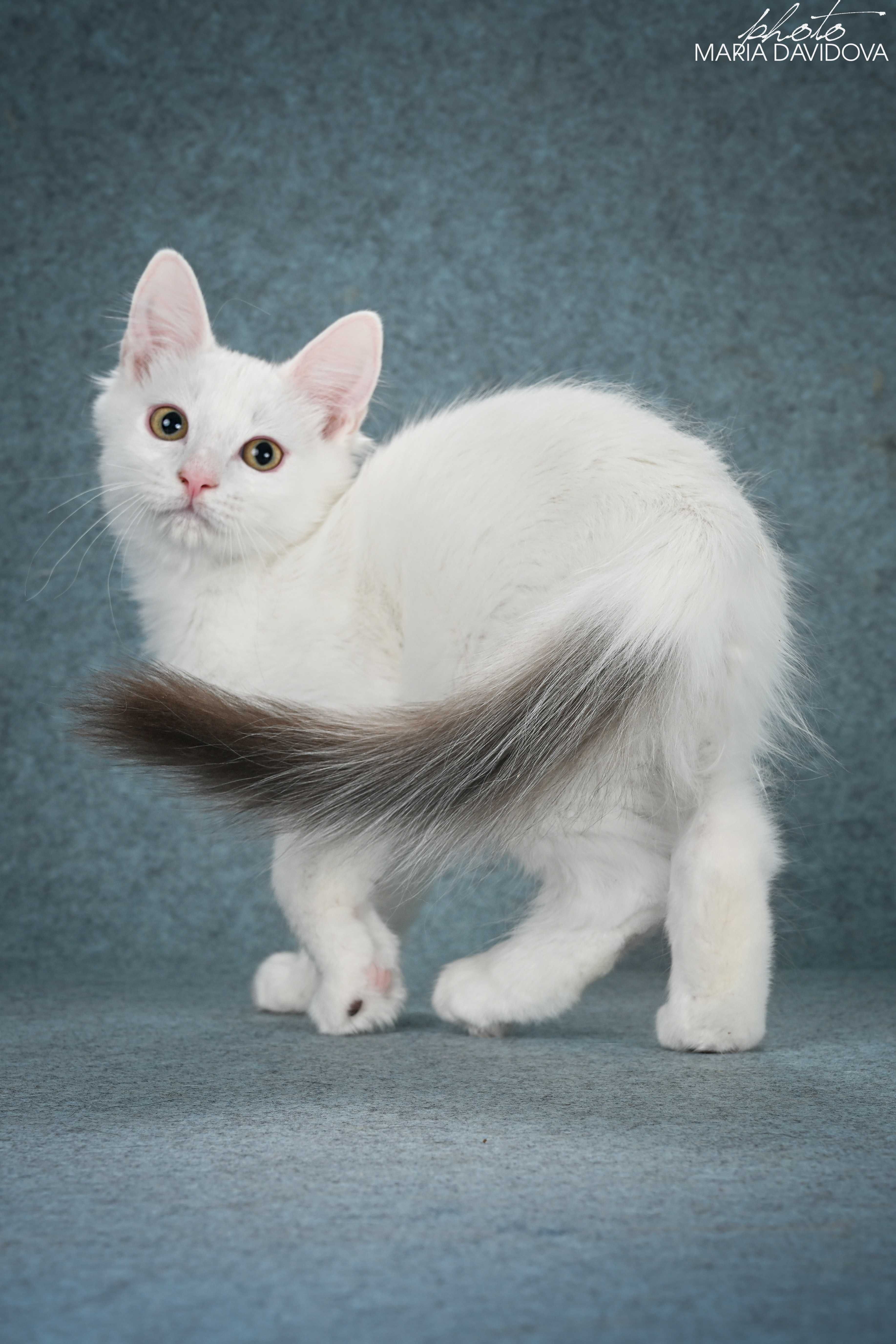 котик манчкин лонг длинные лапки