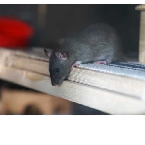 Dezynsekcja Dezynfekcja Deratyzacja - Myszy Szczury Pluskwy