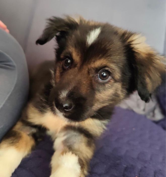 Szczeniaki do adopcji