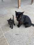 Gatinhos para adoção