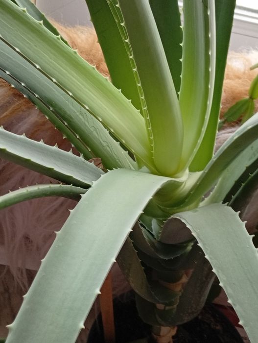 Алоэ вера лечебные