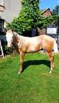 Ogierek paint horse APH AQH