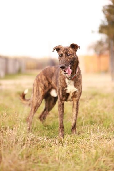Może i nie widzi, ale kocha mocno. Do adopcji