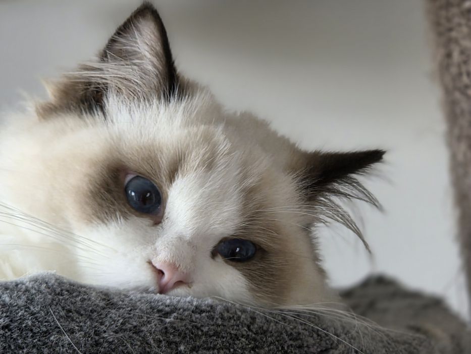 Kotka RAGDOLL  rodowód FPL