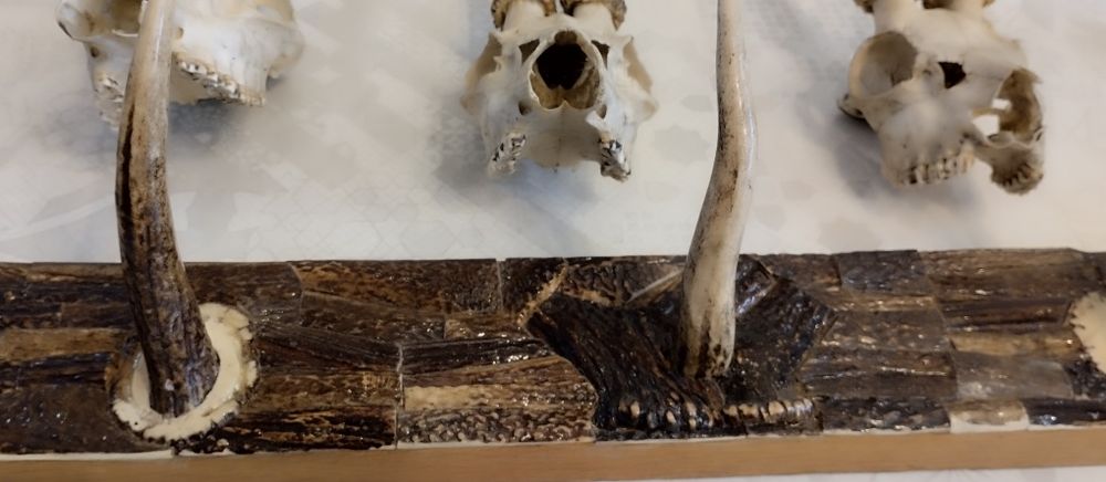 Poroża wraz z wieszakiem