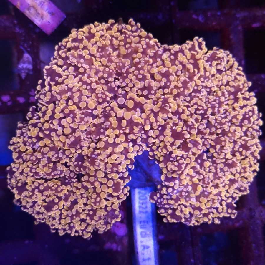 Euphyllia Yaeyamaensis Orange akwarium morskie koralowce Korale.Pro