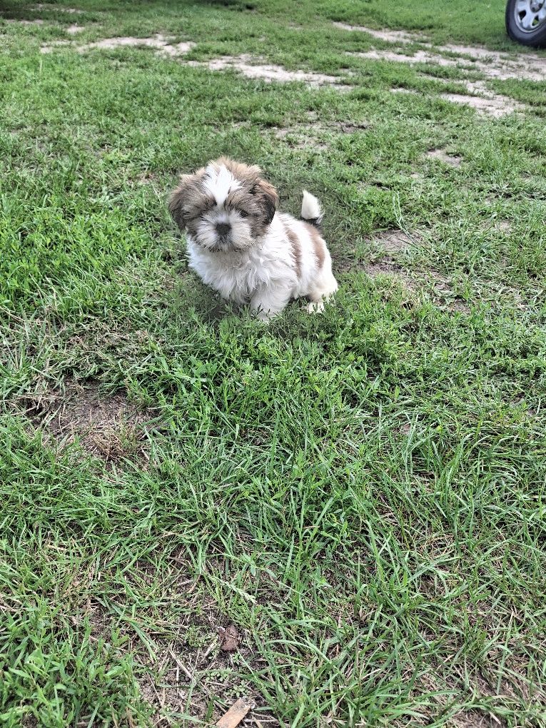 Szczeniak shih tzu
