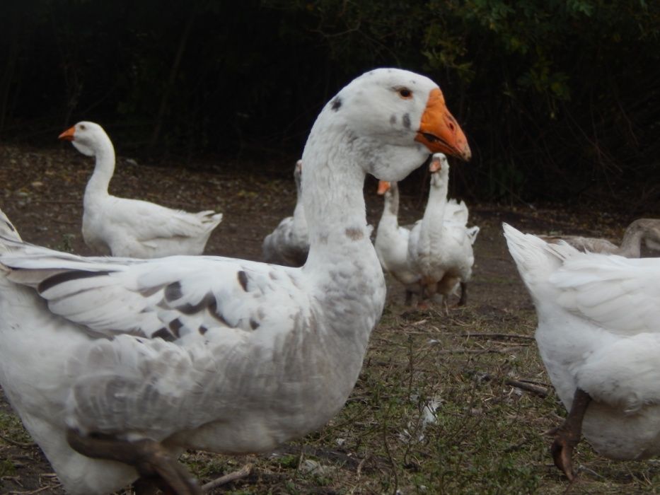 Гуси холмогори.  Холмогорські.