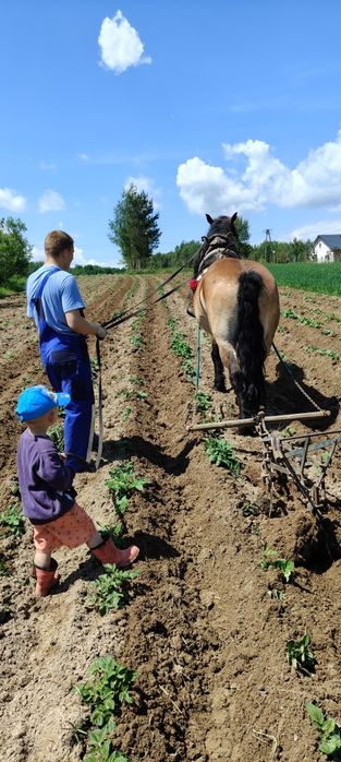 Klacz olx podkarpackie