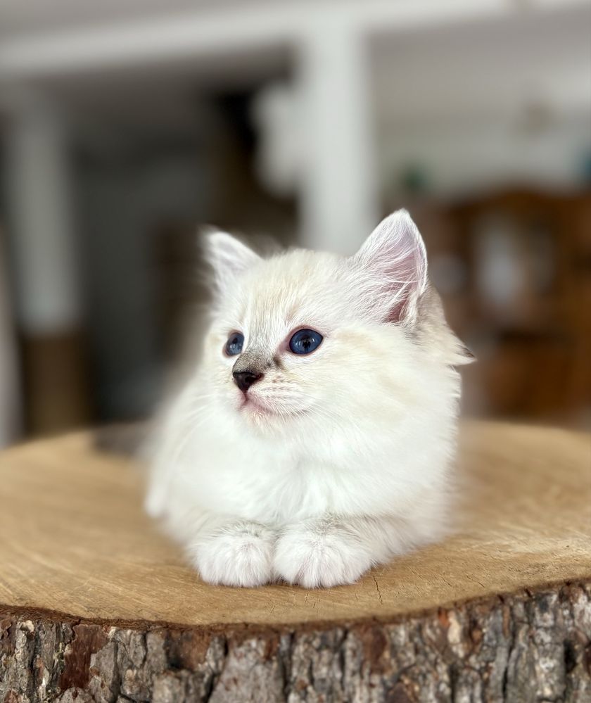 Ragdoll FPL kotka RAG n 04 21 z uprawnieniami hodowlanymi
