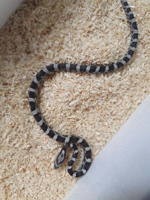 Młode węże zbożowe ładnie wybarwine anerystic wąż do terrarium snake