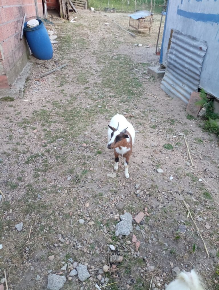 Cabras anãs duas fêmeas e um macho