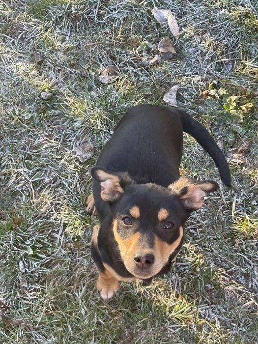 Oddam w dobre ręce szczeniaki! Odbiór osobisty