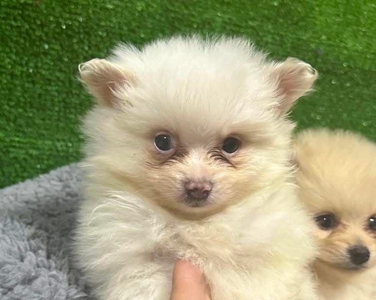 Lulu da poumorania miniatura