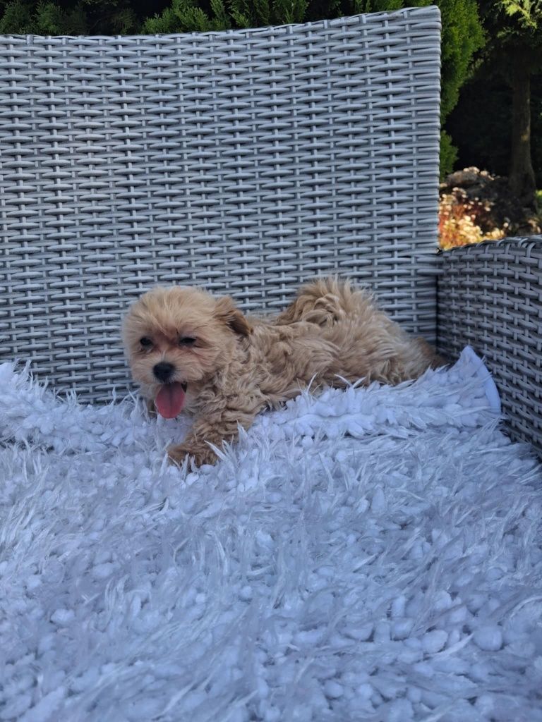 Piękna Sunia Maltipoo XS