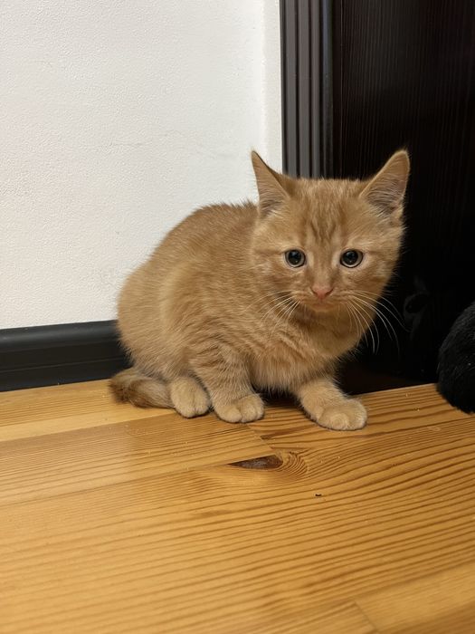 Віддаю кішку у люблячі руки