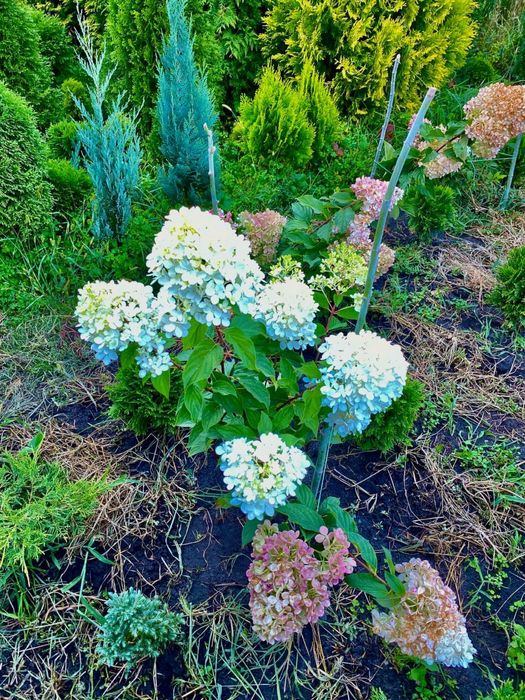 Гортензія . Хвойні рослини