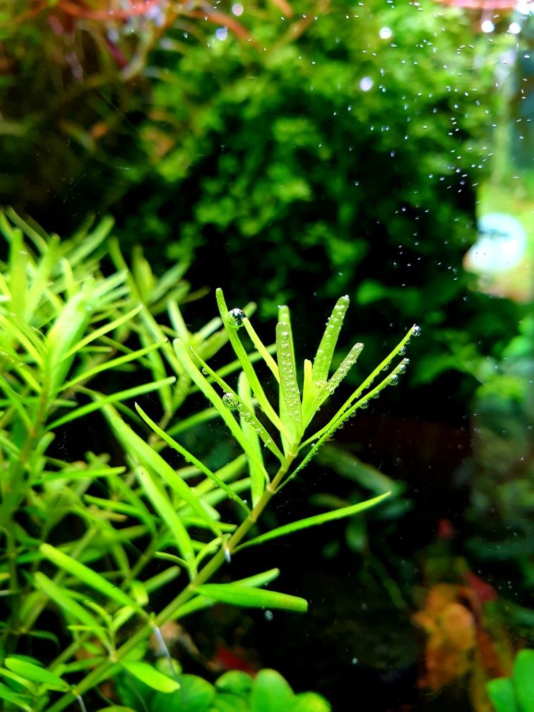 Rotala Periya hodowla podwodna