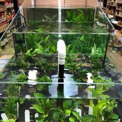Roślina do akwarium mix anubias moczarka cabomba żabienica microsorium