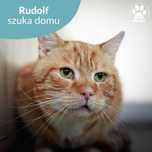 Rudy kocurek do adopcji! Poznajcie Rudolfa!