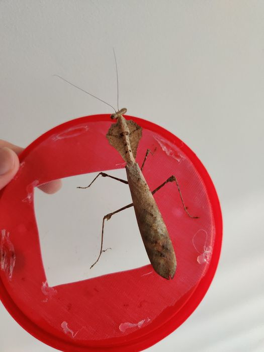 Deroplatys Dessicata samce preimago/imago