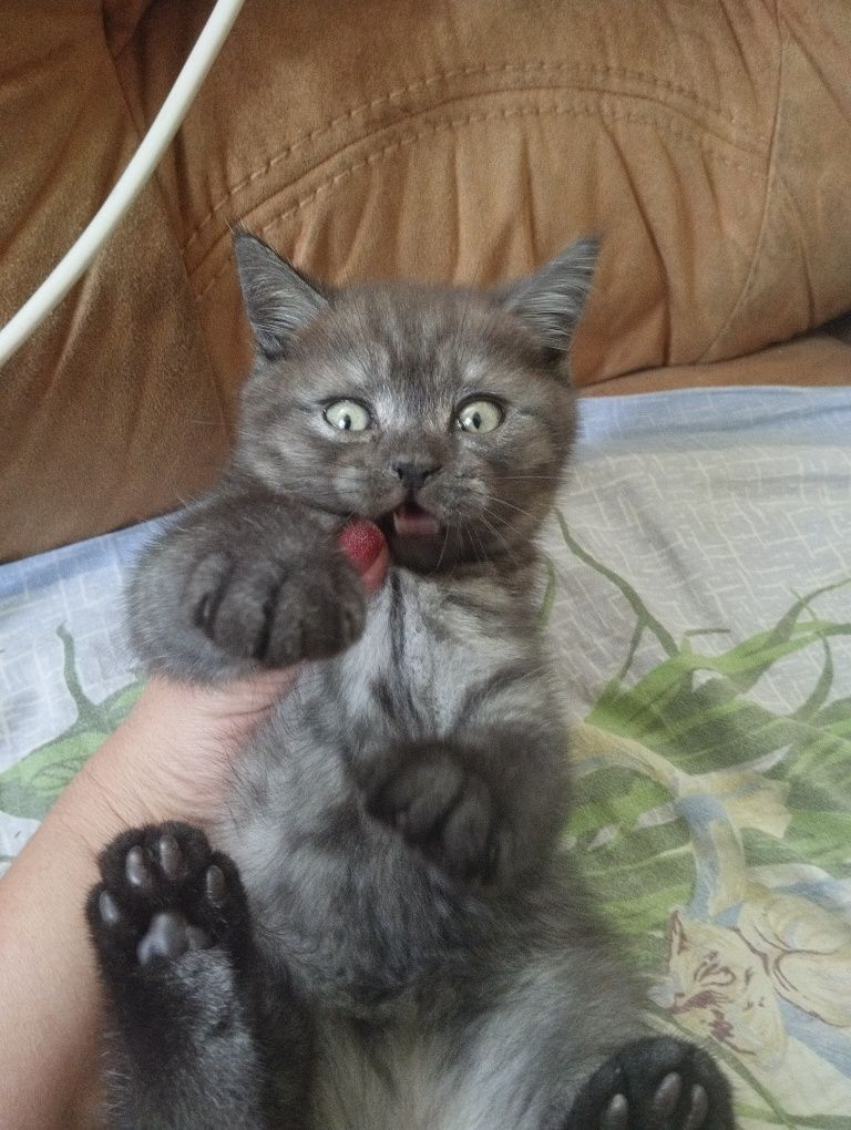 Шотландский котёнок