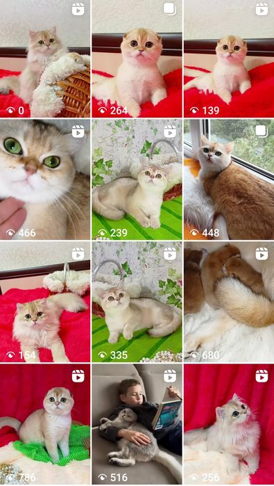 Шотландские золотые шиншиллы висловухие и прямоухие котята