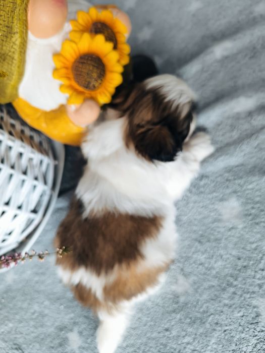Piękna suczka shih tzu rodowód 4 pokoleniowy zhpr wyprawka chip umowa