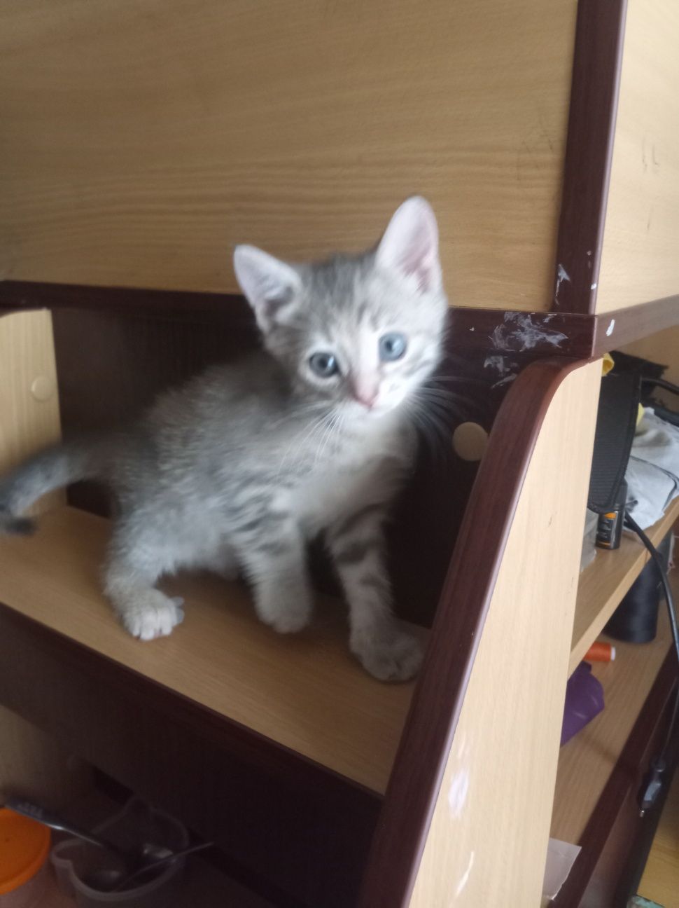 Кошенята в добрі руки