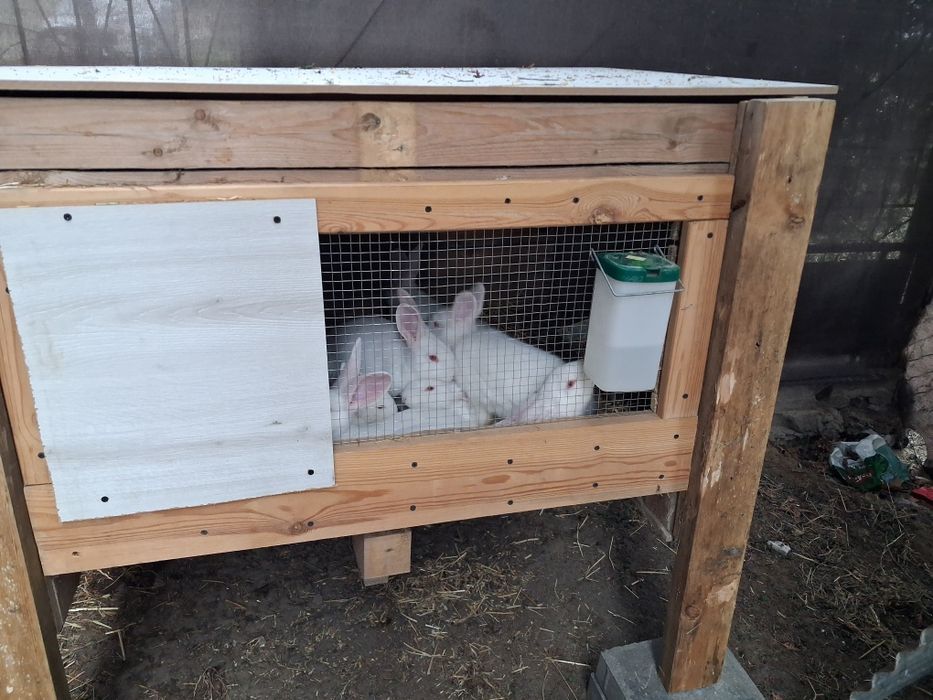 Kroliki termondzkie nowozelandzkie