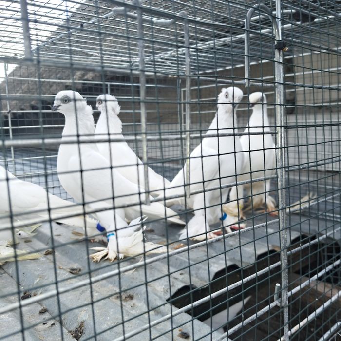 Sprzedam gołębie