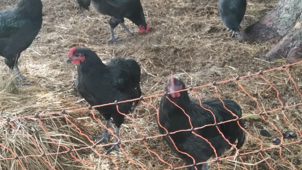 Koguty australorp