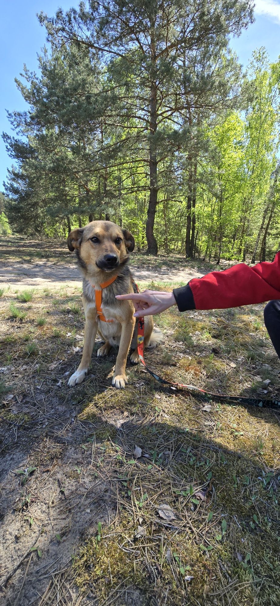Lukier  młodziutki piesek do adopcji