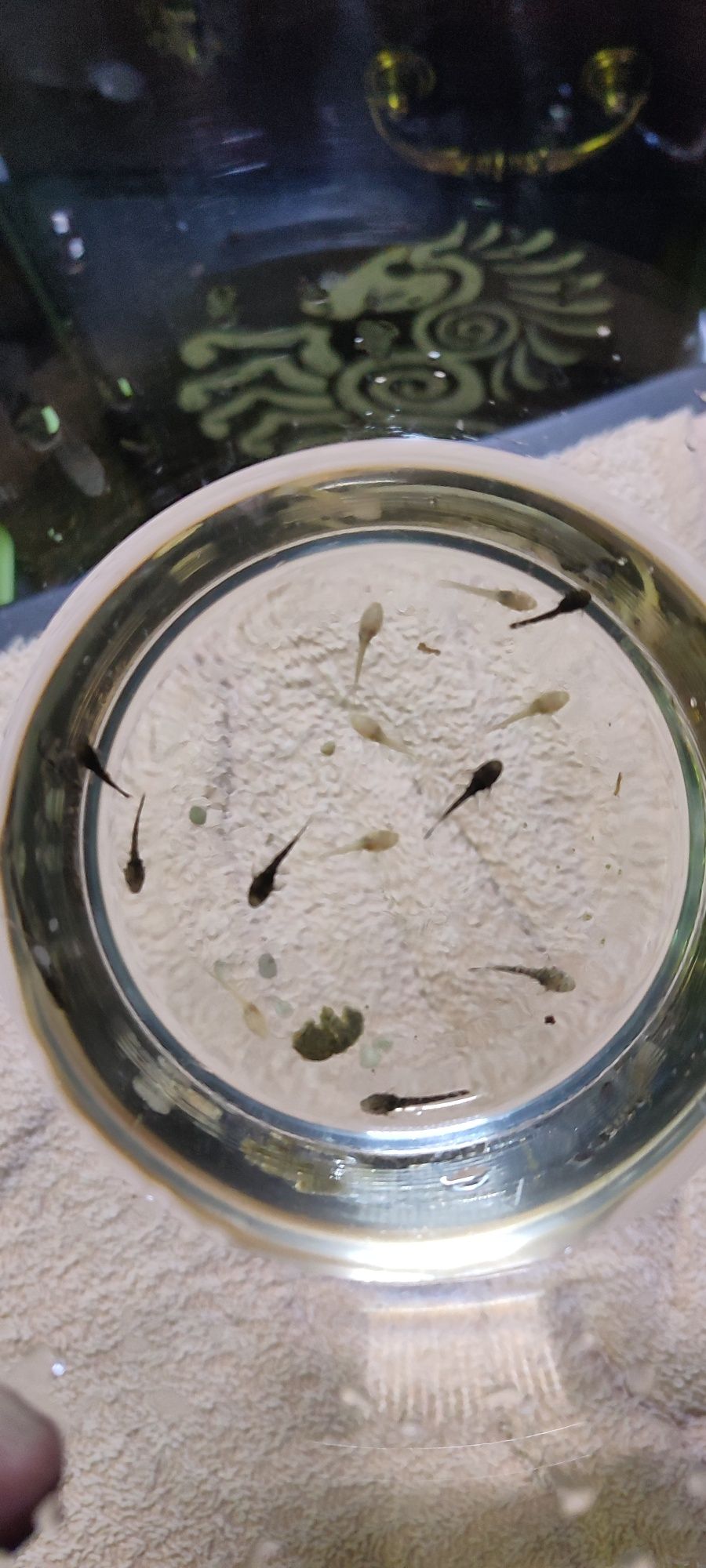 Oddam glonojady młode