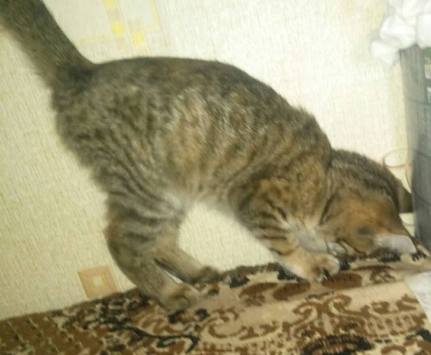 Котенок в дар в добрые руки